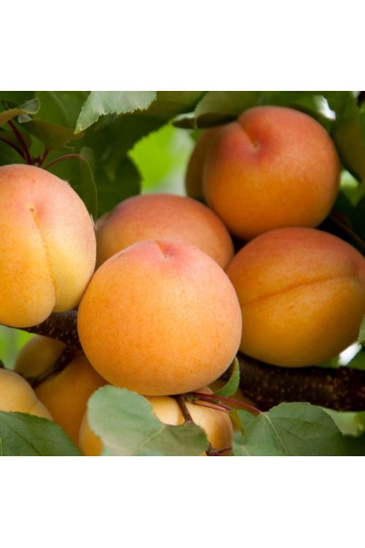 Слива Флейвор Делайт